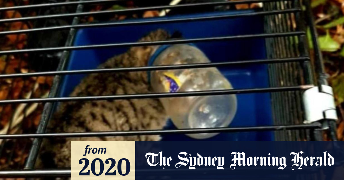 Cat with peanut butter jar stuck on his head caught after twoweek hunt